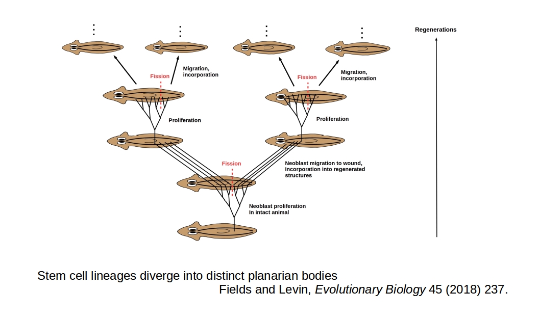 Stem lineage diversification
